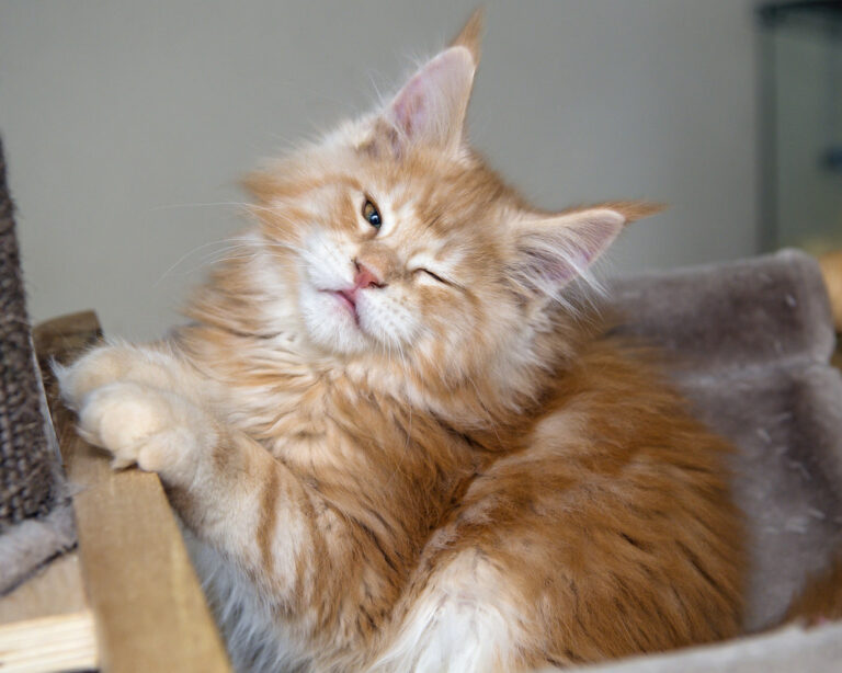 The Secret Power of Your Cat's Slow Blink: A Feline 'I Love You'
