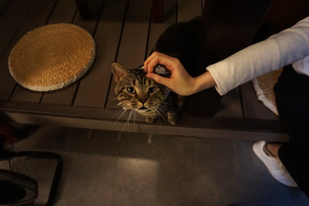 10 Surprising Reasons Why Your Cat Follows You Everywhere