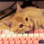 8 Clever Ways Cats Manipulate Their Humans for Treats (and Love)