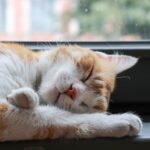 Your Cat's Favorite Napping Spot Reveals Their Deepest Comfort Needs