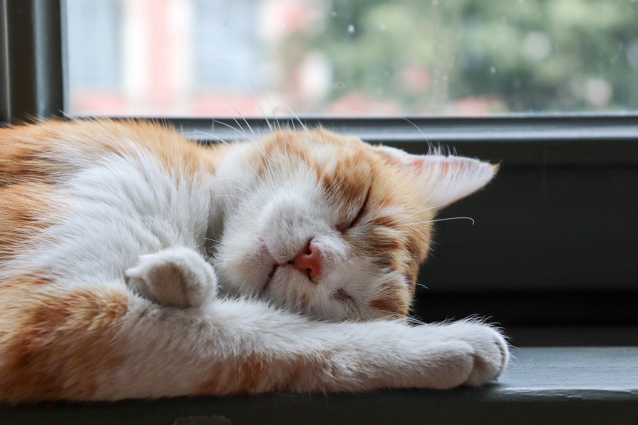 Your Cat's Favorite Napping Spot Reveals Their Deepest Comfort Needs