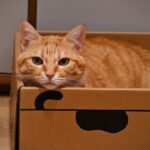 Why Your Cat Might Prefer Cardboard Boxes Over Fancy Beds