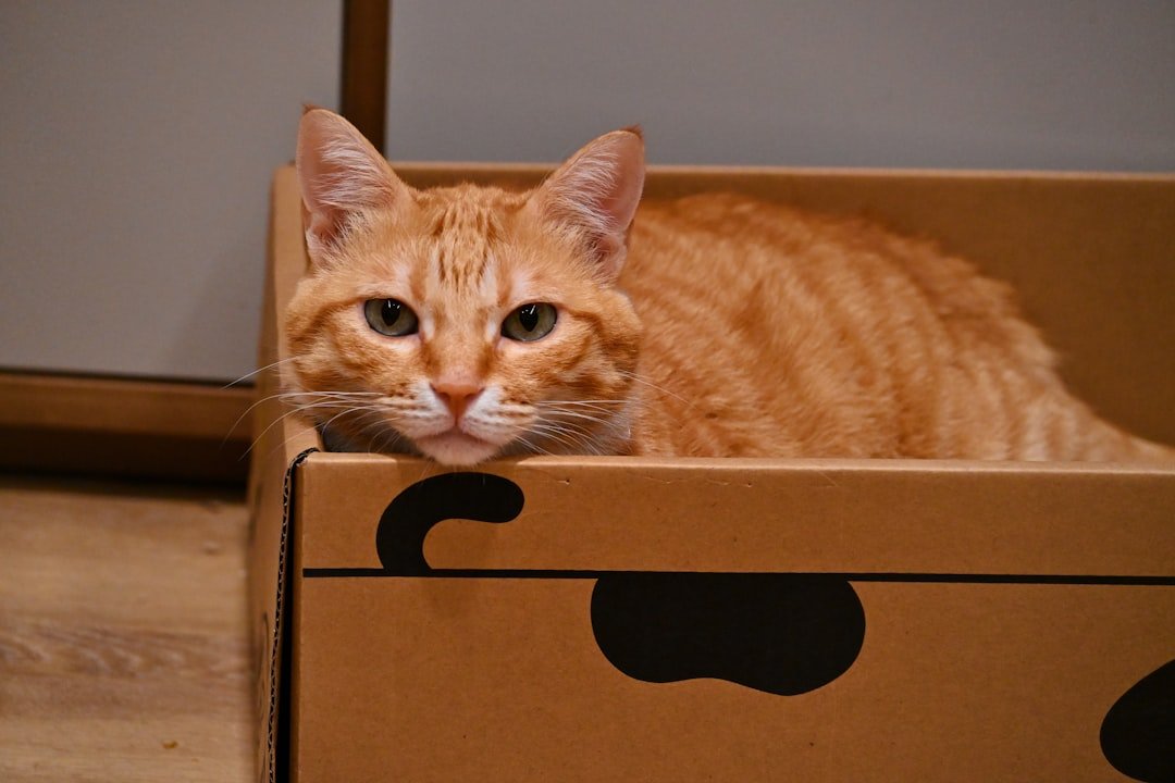 Why Your Cat Might Prefer Cardboard Boxes Over Fancy Beds