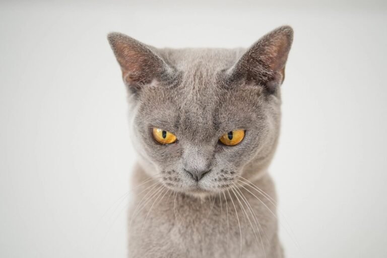 10 Common Human Habits That Secretly Annoy Your Feline Friend