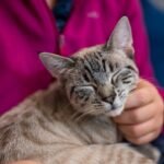 7 Signs Your Cat Leaves To Tell You He Loves You With All His Soul