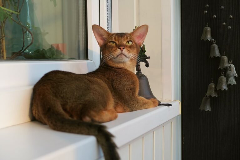 7 Cat Breeds That Are Surprisingly Good at Learning Tricks