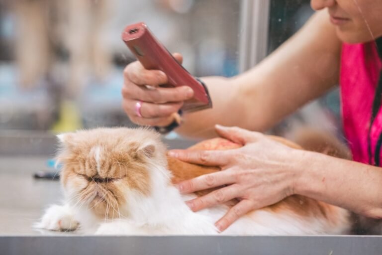 10 Cat Breeds Groomers Secretly Dread Because Their Coats Turn Into Nightmares Overnight