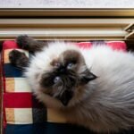15 Cat Breeds Vets Warn Are a Total Disaster for Busy Owners Who Work Long Hours