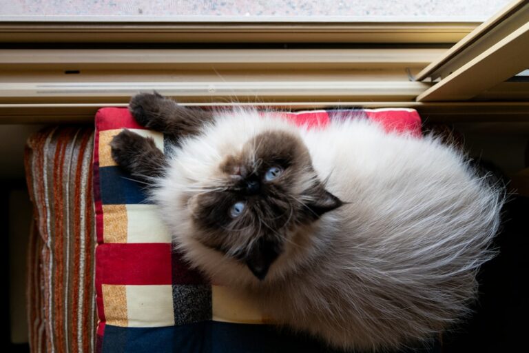 15 Cat Breeds Vets Warn Are a Total Disaster for Busy Owners Who Work Long Hours