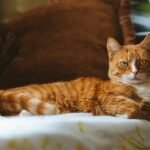 8 Myths About Indoor Cats That Are Simply Not True