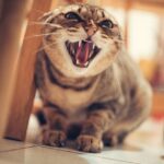 10 Cat Breeds Experts Claim Become Aggressive When They Don't Get Their Way