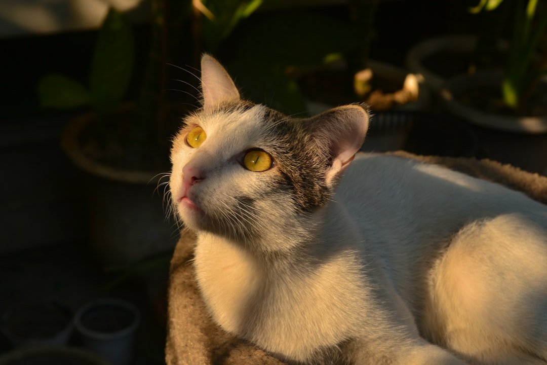 7 Surprising Ways Your Cat Benefits from Sunlight (Beyond Just Napping)