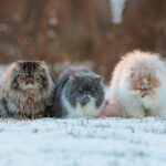 8 Cat Breeds Groomers Say Are Nearly Impossible to Maintain