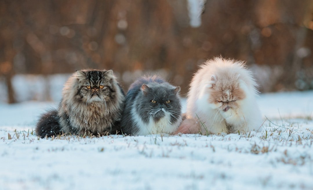8 Cat Breeds Groomers Say Are Nearly Impossible to Maintain