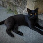 10 Myths About Black Cats Debunked: Unlucky? Think Again!