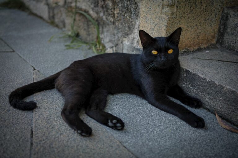 10 Myths About Black Cats Debunked: Unlucky? Think Again!