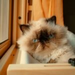 9 Cat Breeds Veterinarians Believe Are Time-Consuming and Not Worth the Risk for Seniors