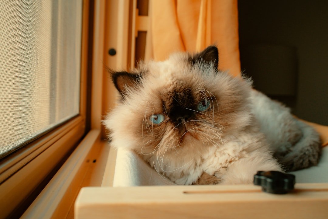 9 Cat Breeds Veterinarians Believe Are Time-Consuming and Not Worth the Risk for Seniors