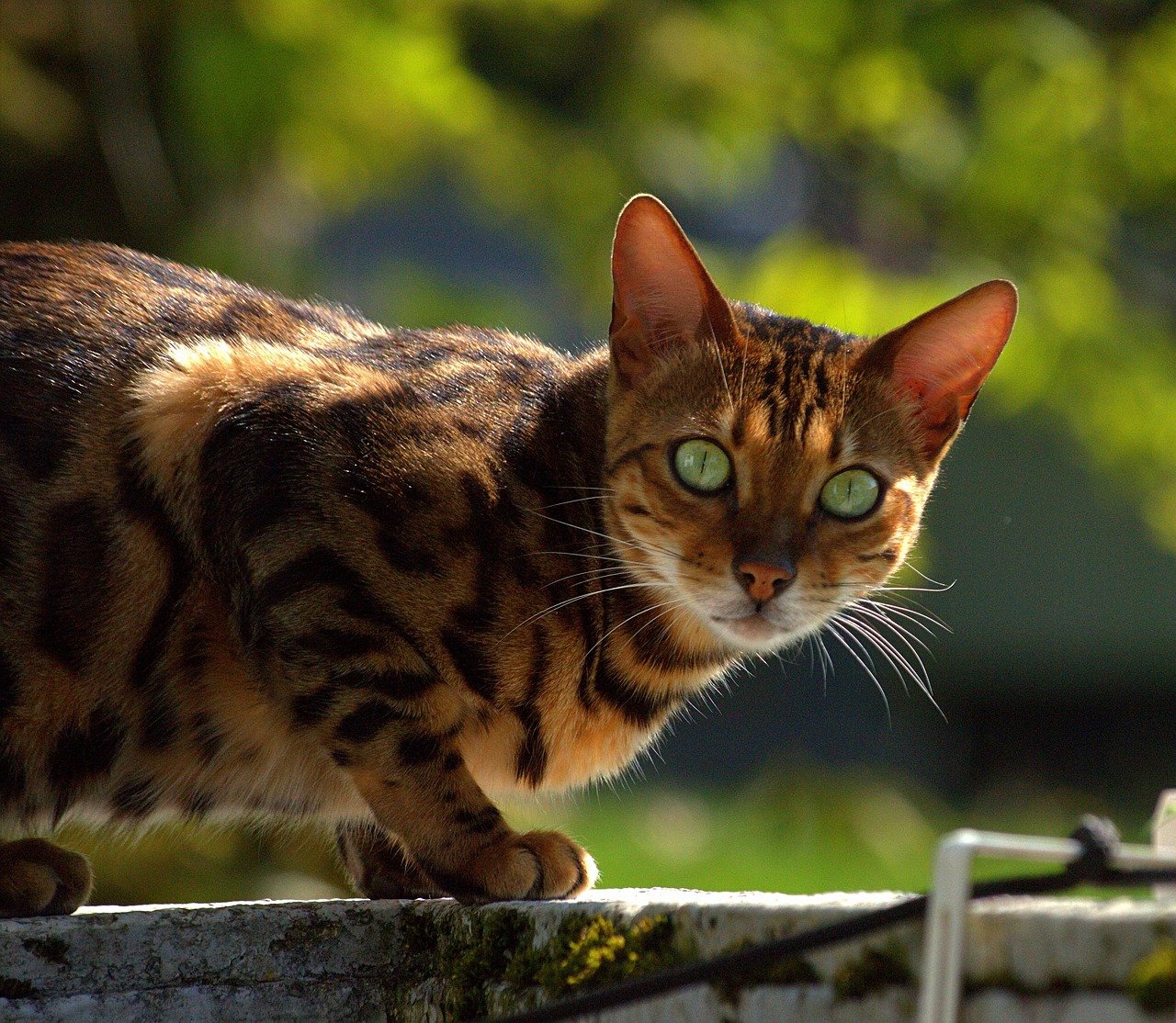 8 Cat Breeds That Match An Aries Energy (And 5 That Don't)