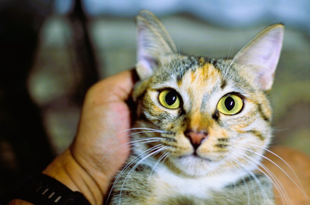 15 Signs Your Cat Thinks You're The Pet, Not Them