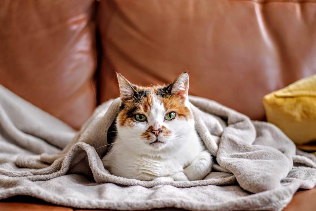 Why Cats Just Like Dogs Love Blankets