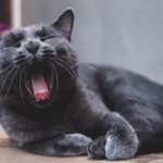 Why Some Zodiac Signs Form Unhealthy Attachments to Their Cats