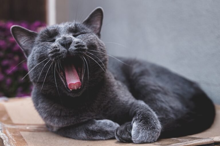 Why Some Zodiac Signs Form Unhealthy Attachments to Their Cats