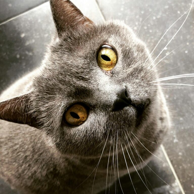 12 Cat Breeds That Do Surprisingly Well in Rural States Like Kentucky and Tennessee