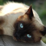 12 Cat Breeds That Thrive in Small Apartments - Quiet, Clean, and Easygoing