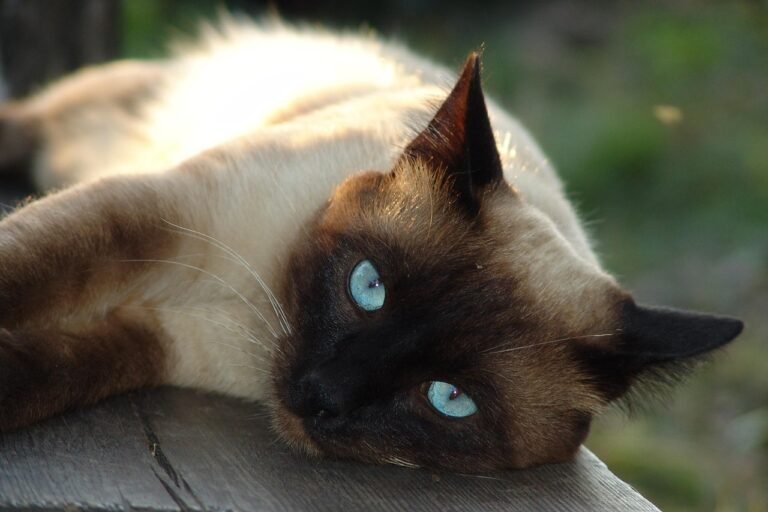 12 Cat Breeds That Thrive in Small Apartments - Quiet, Clean, and Easygoing