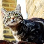10 Cat Breeds Most Commonly Adopted in New England