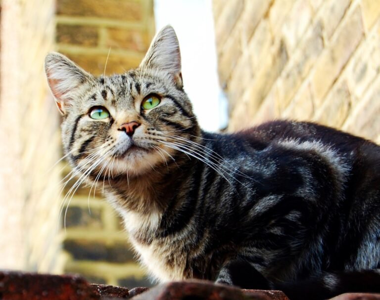 10 Cat Breeds Most Commonly Adopted in New England