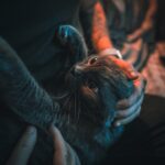 Does Your Cat Really See You as a Giant, Hairless Cat?