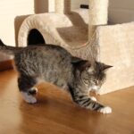 What If Your Cat's 'Zoomies' Are More Than Just Playtime?