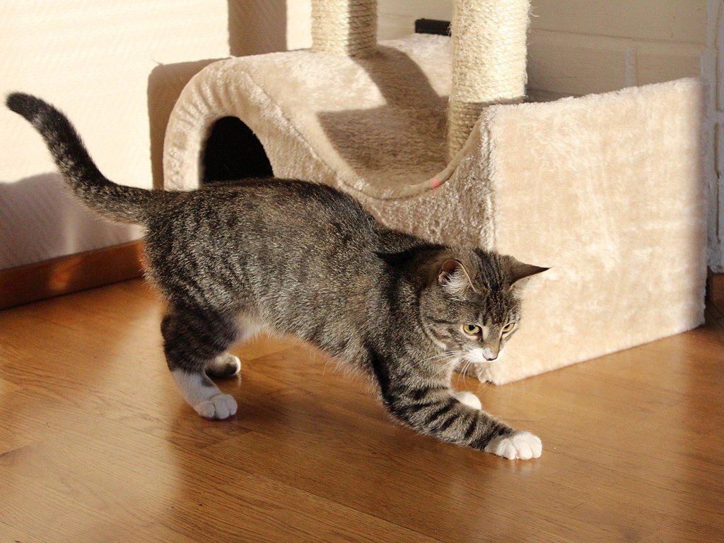 What If Your Cat's 'Zoomies' Are More Than Just Playtime?