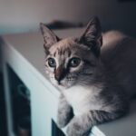 Is Your Cat's Aloofness a Sign of Independence or Deep Trust?