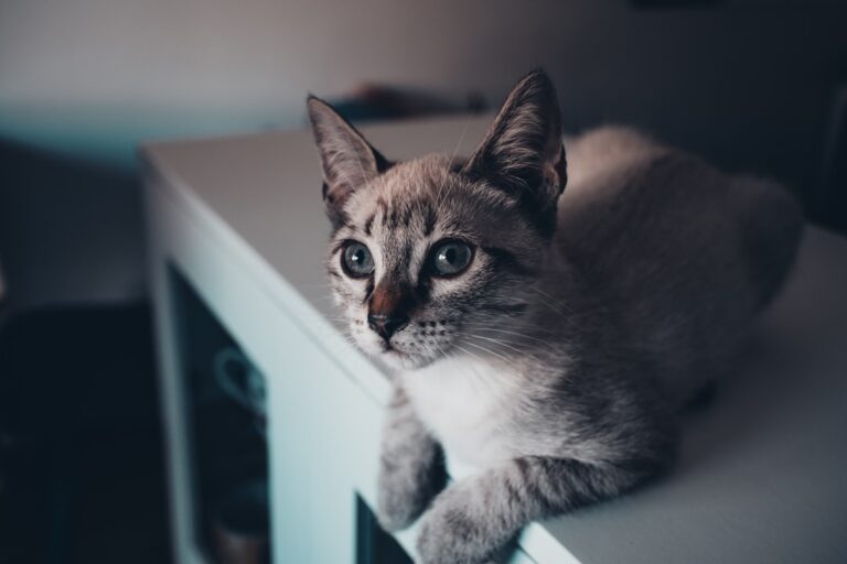 Is Your Cat's Aloofness a Sign of Independence or Deep Trust?