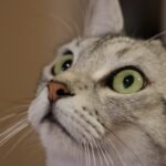 What's the True Meaning Behind Your Cat's Unblinking Stare?