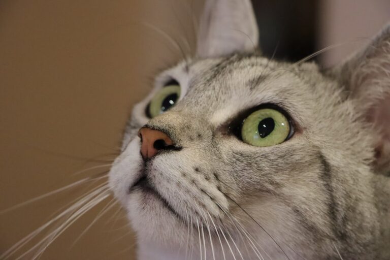 What's the True Meaning Behind Your Cat's Unblinking Stare?