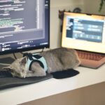 Why Does Your Cat Always Choose the Most Inconvenient Spot to Nap?
