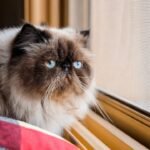 10 Cat Breeds That Should Never Live With Kids