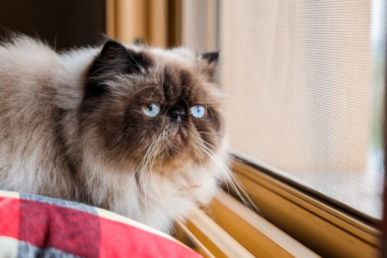 10 Cat Breeds That Should Never Live With Kids
