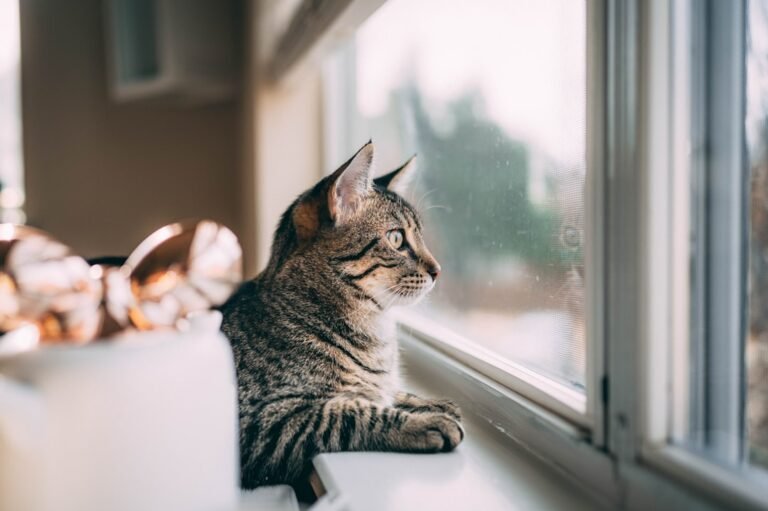 12 Cat Breeds Perfect for Busy Urban Living in Cities Like NYC and Boston