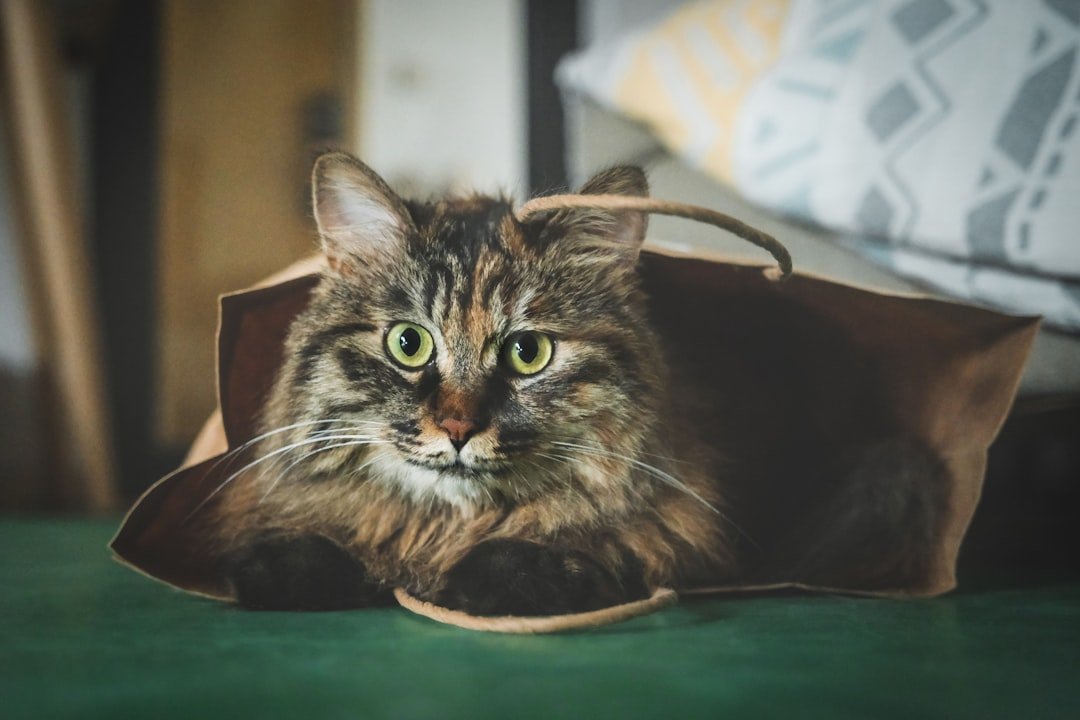 8 Everyday Household Items Your Cat Secretly Admires (and Plays With)
