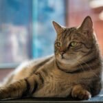 6 Misconceptions About Senior Cats That Need to Be Debunked