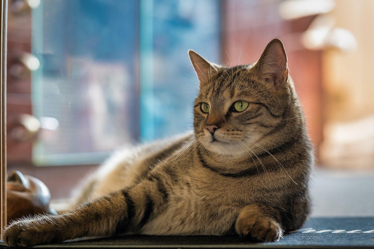 6 Misconceptions About Senior Cats That Need to Be Debunked