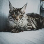 7 Breeds That Prefer Solitude: When Your Cat Needs Their Space