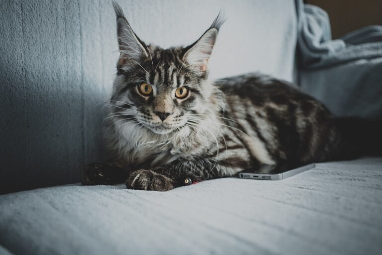 7 Breeds That Prefer Solitude: When Your Cat Needs Their Space