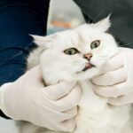 Why Is It Getting So Expensive To Care For Cats, Dogs, And Other Pets?