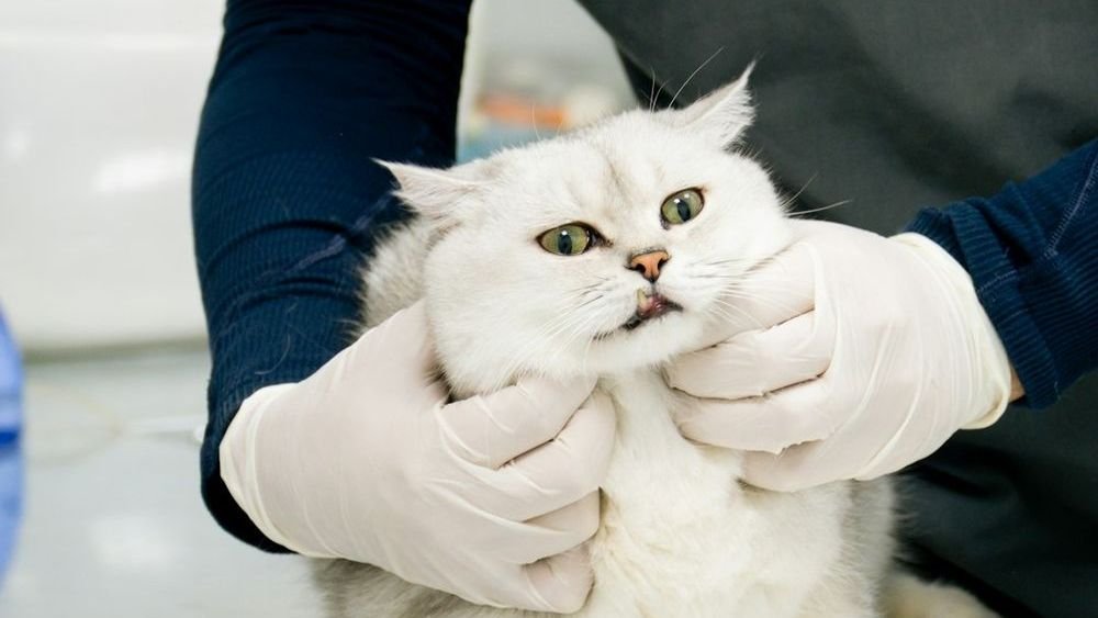 Why Is It Getting So Expensive To Care For Cats, Dogs, And Other Pets?